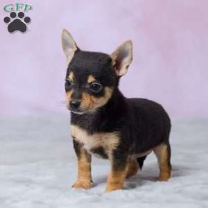 Theo, Chihuahua Puppy